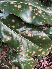 Cephaleuros virescens