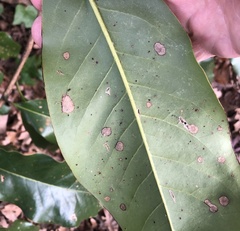Cephaleuros virescens