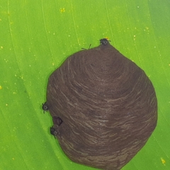 Protopolybia