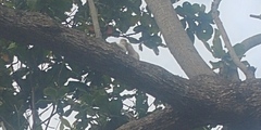 Cacatua goffiniana