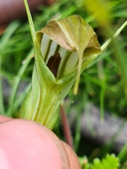 Pterostylis decurva