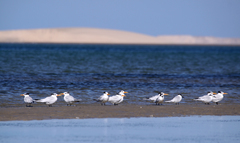 Thalasseus albididorsalis