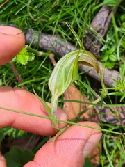 Pterostylis decurva