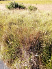 Schoenus pauciflorus