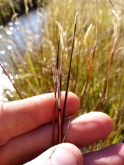 Schoenus pauciflorus