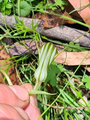 Pterostylis decurva