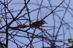 Apalis thoracica