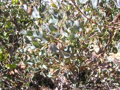 Hakea undulata