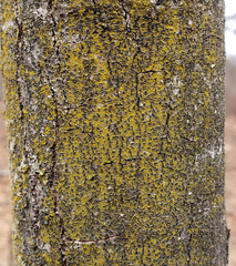 Candelariella xanthostigma