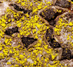 Candelariella xanthostigma