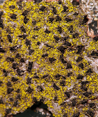 Candelariella xanthostigma