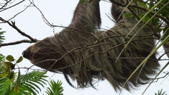 Choloepus didactylus