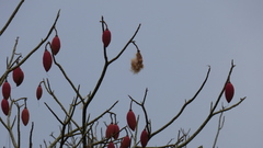 Pseudobombax munguba