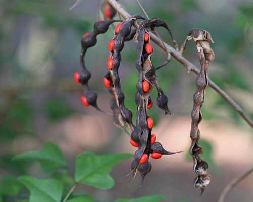 Eastern Coral Bean