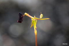 Drakaea thynniphila
