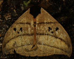 Automeris curvilinea