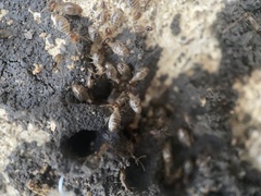 Tenuirostritermes