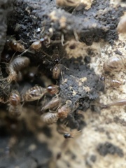 Tenuirostritermes