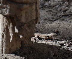 Uta stansburiana