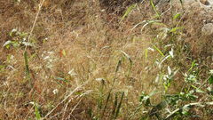 Panicum bisulcatum