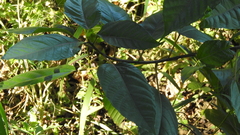 Ficus variegata garciae
