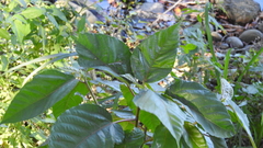 Ficus variegata garciae