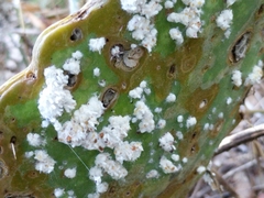 Dactylopius confusus