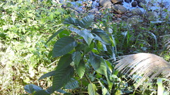 Ficus variegata garciae