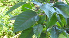 Ficus variegata garciae