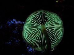 Hypholoma marginatum