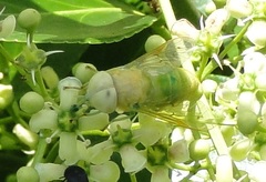 Chlorotabanus crepuscularis