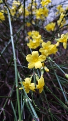 Jasminum nudiflorum