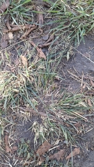Poaceae