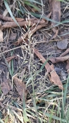 Poaceae
