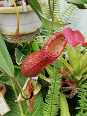 Nepenthes sanguinea