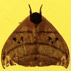 Automeris curvilinea