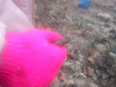 Desmognathus conanti