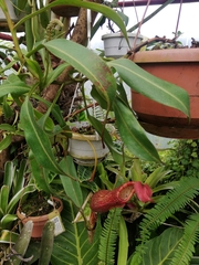 Nepenthes sanguinea