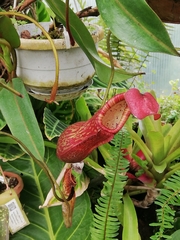 Nepenthes sanguinea