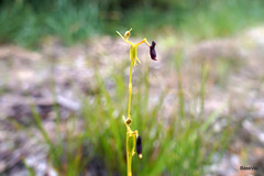Drakaea thynniphila