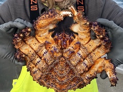 Echidnocerus cibarius