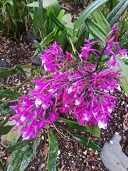 Epidendrum nanegalense