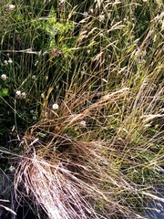 Carex buchananii