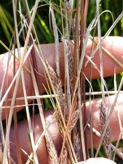 Carex buchananii