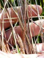 Carex buchananii
