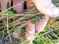 Carex buchananii