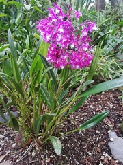 Epidendrum nanegalense