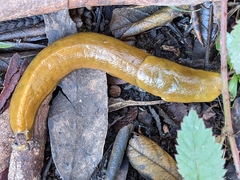 Ariolimax brachyphallus