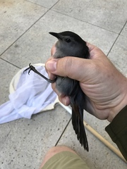 Dumetella carolinensis