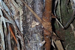 Chaetolopha incurvata